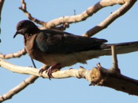 /album/foto-zhivotnyj-mir/egipet-029-jpg/